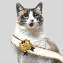 Concurso vai eleger o gato vira-lata mais bonito do Brasil - Reprodução / Woolie