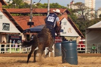 Cavalos Campolina vão tomar conta de BH em exposição gratuita na Gameleira