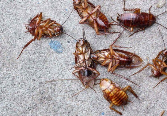Pessoas que sentem cheiro de barata têm uma habilidade rara no DNA