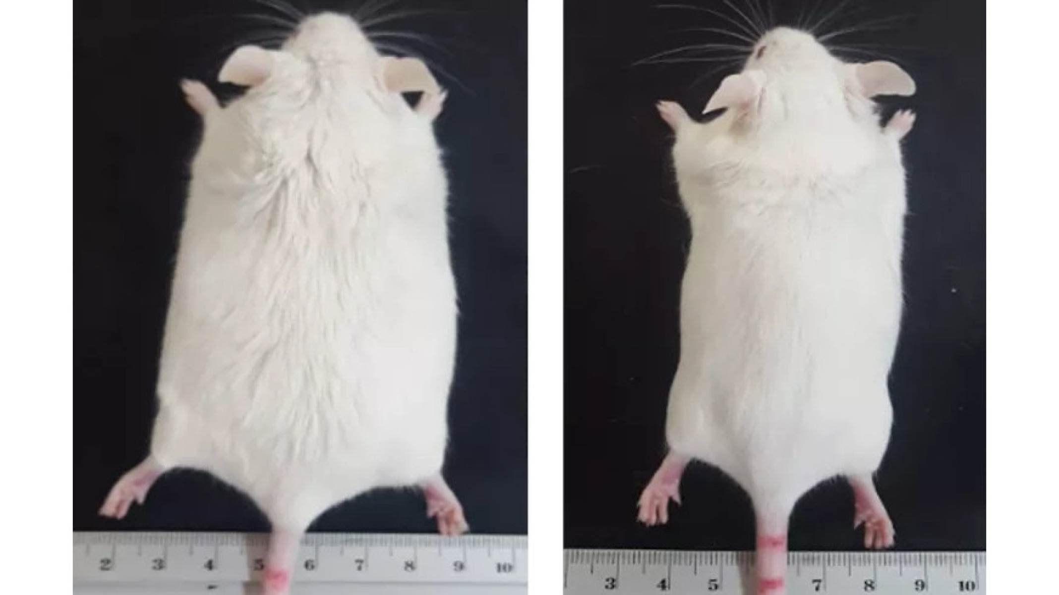 Antes e depois da perda de peso em um rato branco 