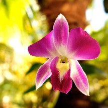Tenho loucura por floriculturas - Pixabay