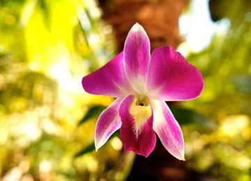 Orquídea: paixão que herdei de minha mãe
 -  (crédito: Pixabay)