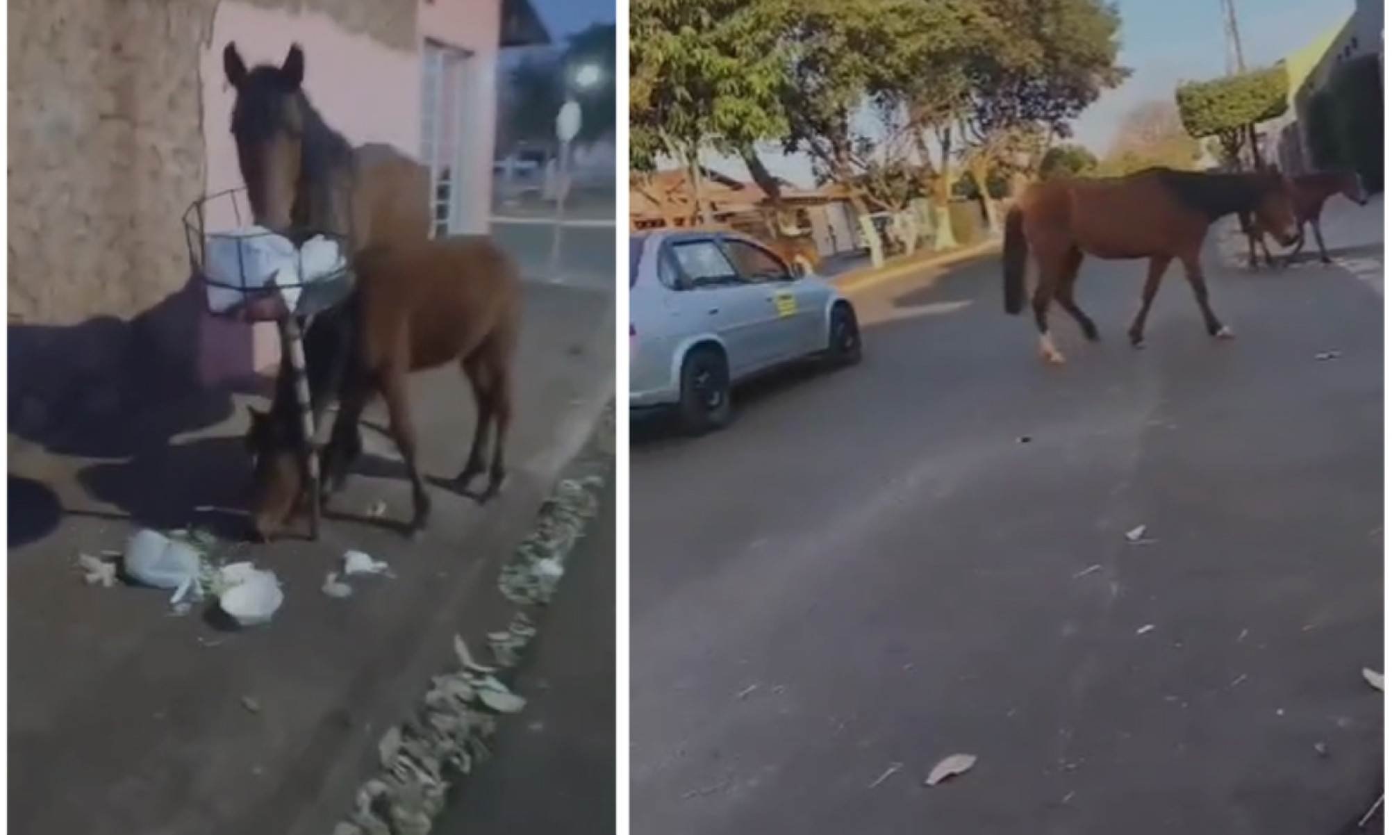 Vídeo: cavalos comem lixo e quase são atropelados em cidade de MG - Redes Sociais/Divulga&ccedil;&atilde;o
