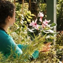 Plantas que atraem carrapatos: conheça espécies que exigem atenção em casa - Freepik