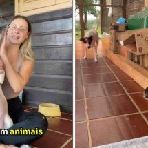 Anúncios nas redes pedem doações para abrigos de animais que não existem - Reprodução / redes sociais