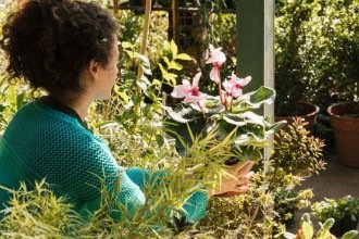 Plantas que atraem carrapatos: conheça espécies que exigem atenção em casa