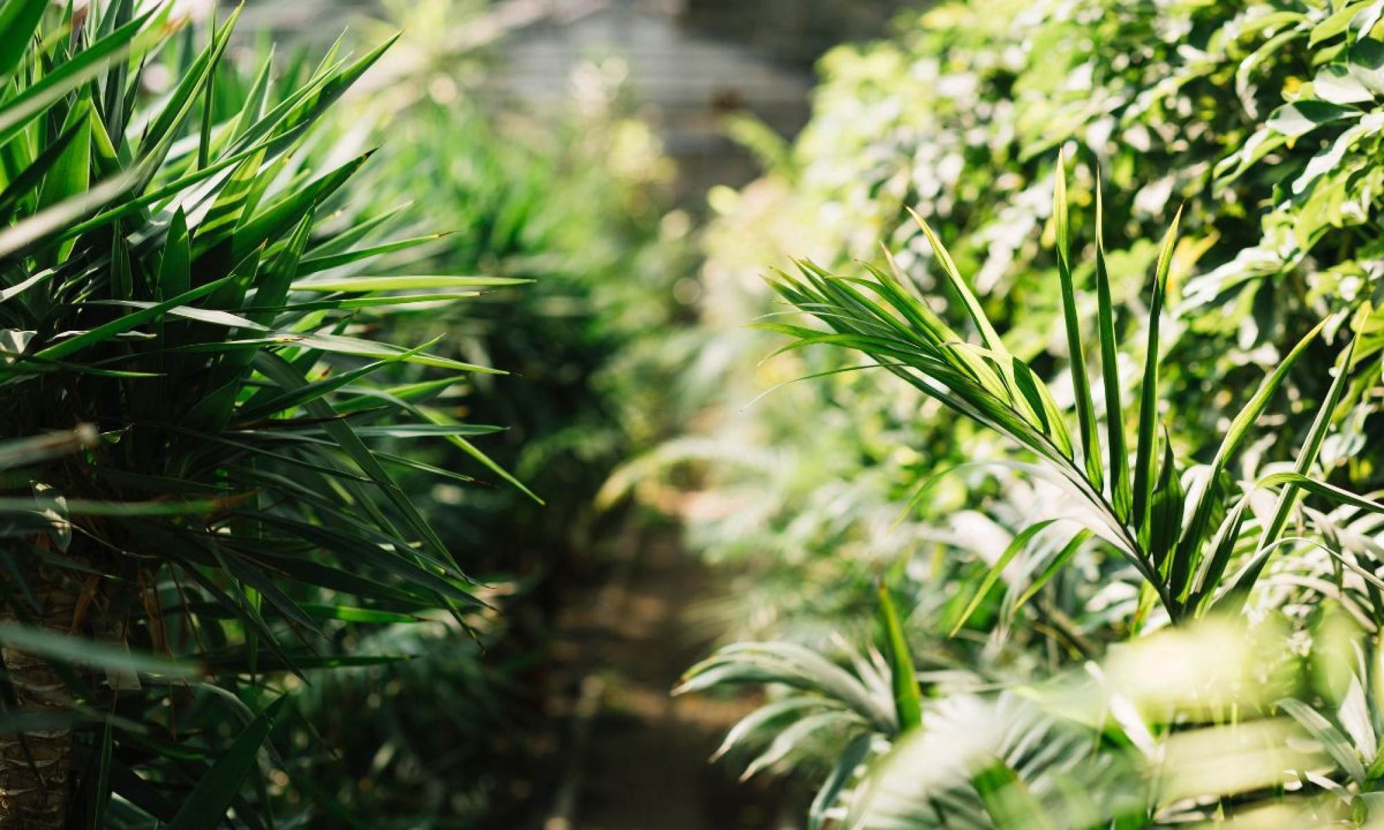 Pequenos cuidados na jardinagem, aliados à escolha de espécies adequadas, ajudam a prevenir infestações e tornam o ambiente doméstico mais agradável para toda a família
