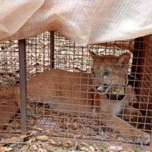 Grande BH: onça-parda ‘Catarina’ é capturada por agentes ambientais - Divulgação / Ibama Minas