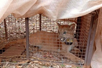Catarina tem idade estimada entre 1,5 e 2 anos. Agora, em seu habitat natural, será monitorada por satélite como parte do programa de acompanhamento da fauna local -  (crédito: Divulgação / Ibama Minas)