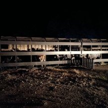 Carreta que transportava gado tomba e interdita a BR-381 - CBMMG