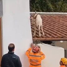 Bombeiros resgatam bode que estava no telhado de casa; veja vídeo - Reprodução/CBMMG