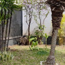 Capivara ferida é resgatada em condomínio na Região Oeste de BH; veja vídeo - Reprodução/Redes Sociais