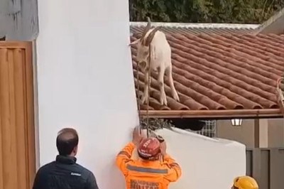 O animal foi contido pelos chifres e retirado em segurança -  (crédito: Reprodução/CBMMG)