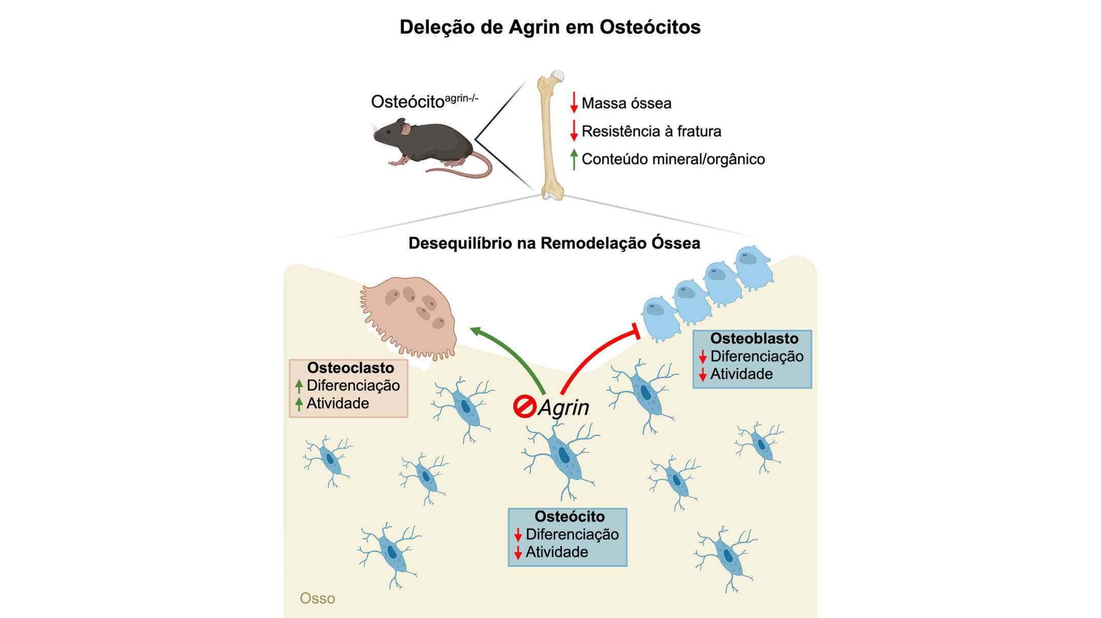 Camundongos geneticamente modificados foram acompanhados a partir do nascimento e avaliados novamente ao completar seis semanas de vida