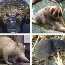 Só existem quatro mamíferos venenosos no planeta; saiba - Montagem Flipar