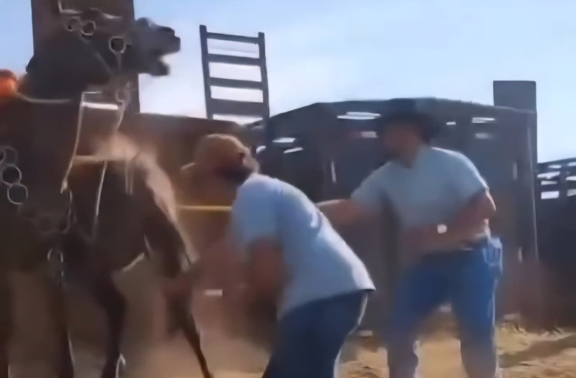 Agressão a burro com bastão de choque em cavalgada tem 4 indiciados em MG - ReproduÃ§Ã£o/Redes sociais