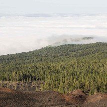 América Latina pode reflorestar 398 milhões de hectares - DINO