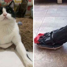 Conheça Pipo, o gato campeão de beleza e mestre do skate - Redes sociais