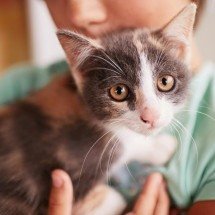 Cemig promove evento que une adoção de pets e combate a "gatos" de energia - Reprodução/ Freepik