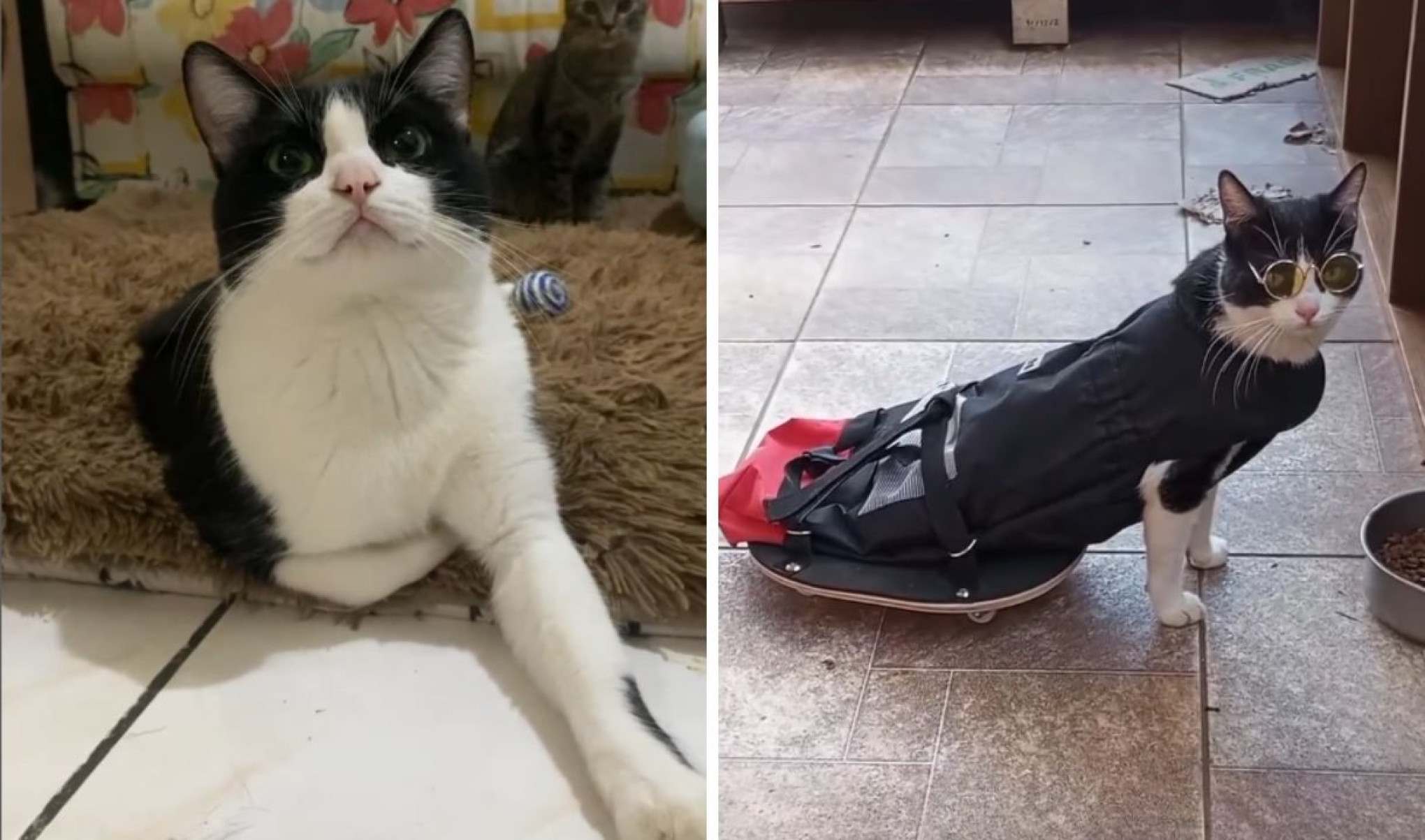 Conheça Pipo, o gato campeão de beleza e mestre do skate