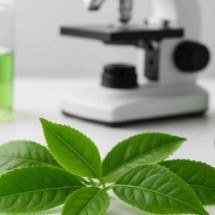 Chá verde melhora sensibilidade à insulina e tolerância à glicose - Laboratório de Fisiologia Celular e Biologia Molecular do Programa Interdisciplinar de Ciências da Saúde da Universidade Cruzeiro do Sul)
