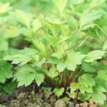 Artemísia: conheça a planta mágica - Wemystic