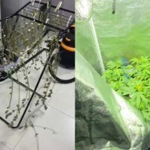 Biólogo preso por cultivar droga gourmet vendia cursos para traficantes - Divulgação/Polícia Civil