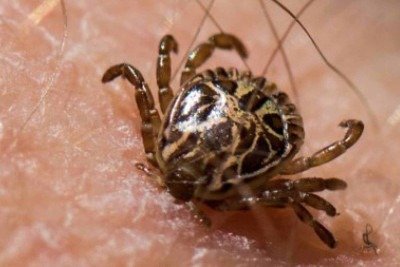 No Brasil, a febre maculosa é causada pela bactéria Rickettsia rickettsii, transmitida principalmente por aracnídeos do gênero Amblyomma, como o carrapato-estrela  -  (crédito: BJ Stacey/iNaturalist)