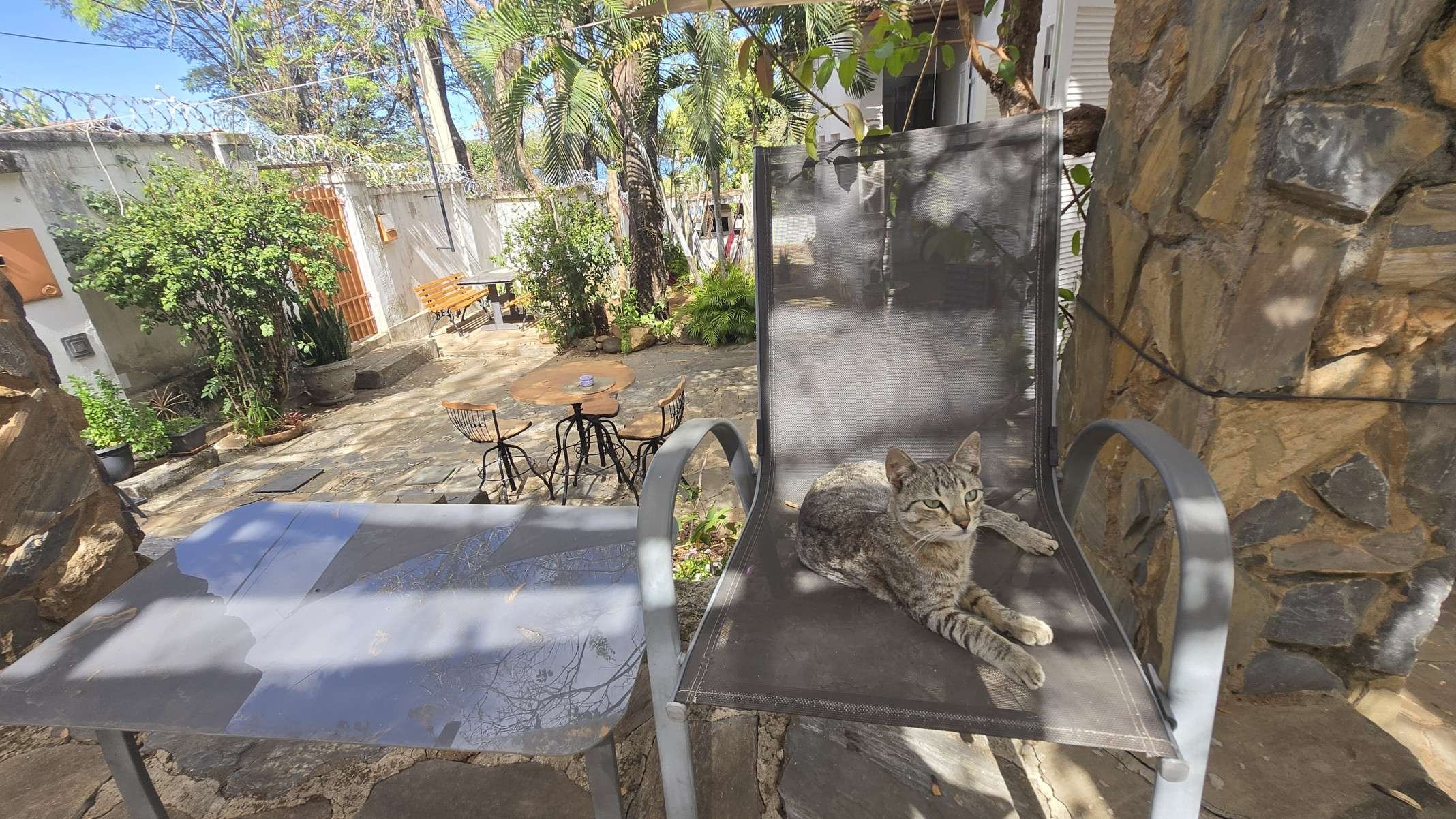 Pet Friendly, o centro holístico tem o gatinho mascote 'alecrino' como guardião do lugar-Carlos Altman/EM
