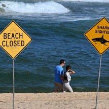 Homem morre em praia de Sydney após provável ataque de 'grande tubarão' - Saeed KHAN / AFP