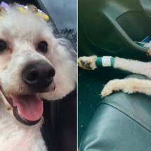 Poodle é atacado por pitbull e morre; cães ferozes atacam em série no Brasil e continuam pelas ruas
