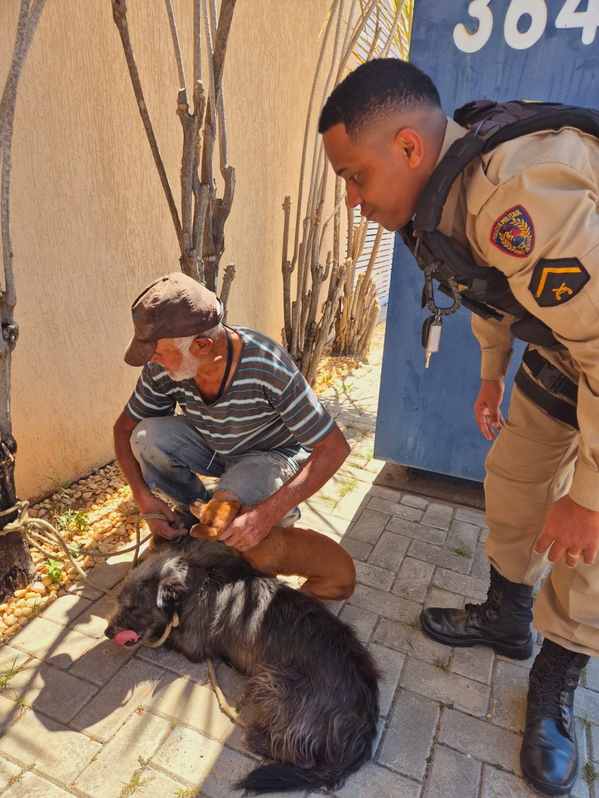 Cães foram resgatados pelos bombeiros-Jair Amaral/EM/DA Press