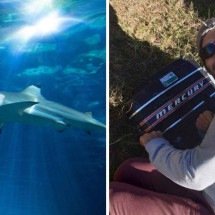 Surfista que morreu em ataque de tubarão gritou 'não me morda' - FreePik / Redes sociais