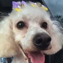 Morre poodle atacado por pitbull; cães ferozes atacam em série no Brasil
