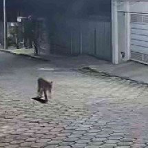 Onça-parda é flagrada circulando pelas ruas de bairro no Alto Paranaíba - Reprodução/Redes Sociais