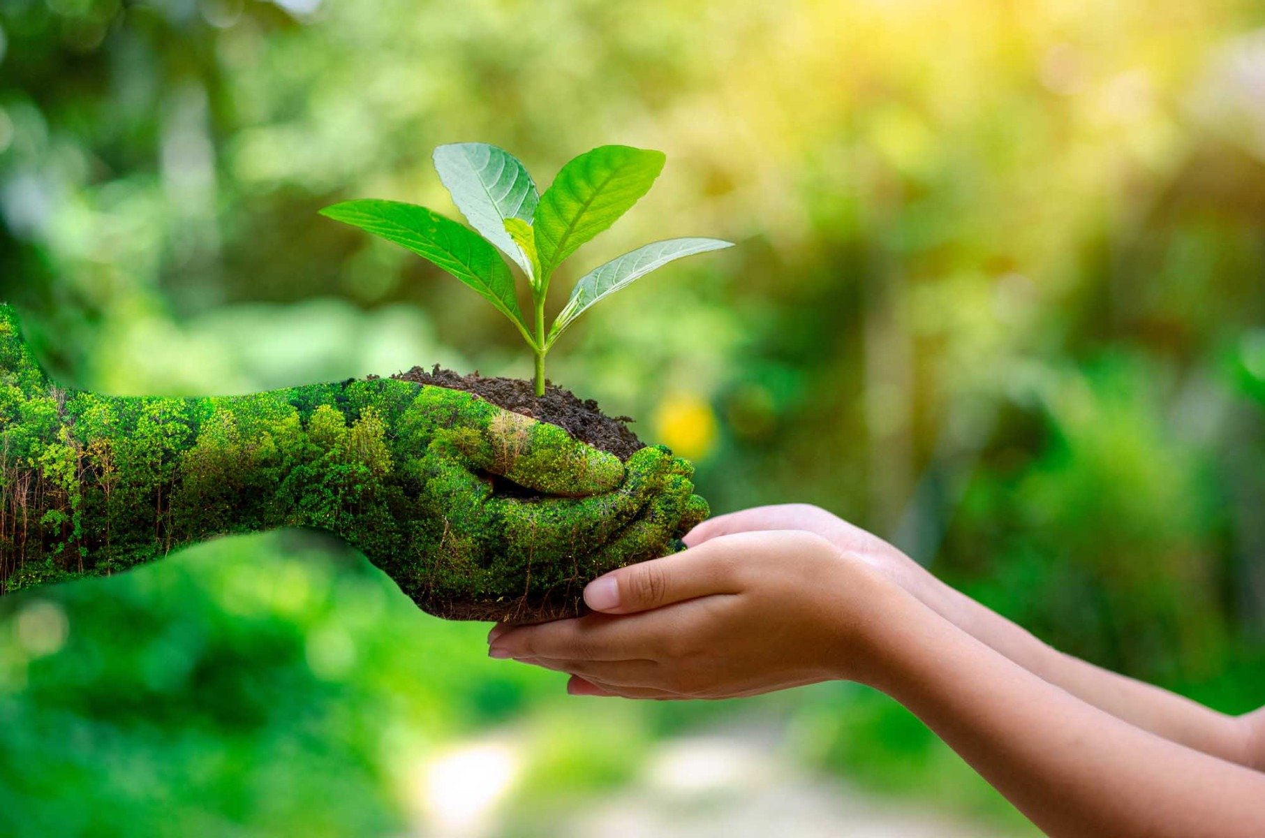 Educação ambiental promove o desenvolvimento sustentável -  sarayut_sy - stock.adobe.com