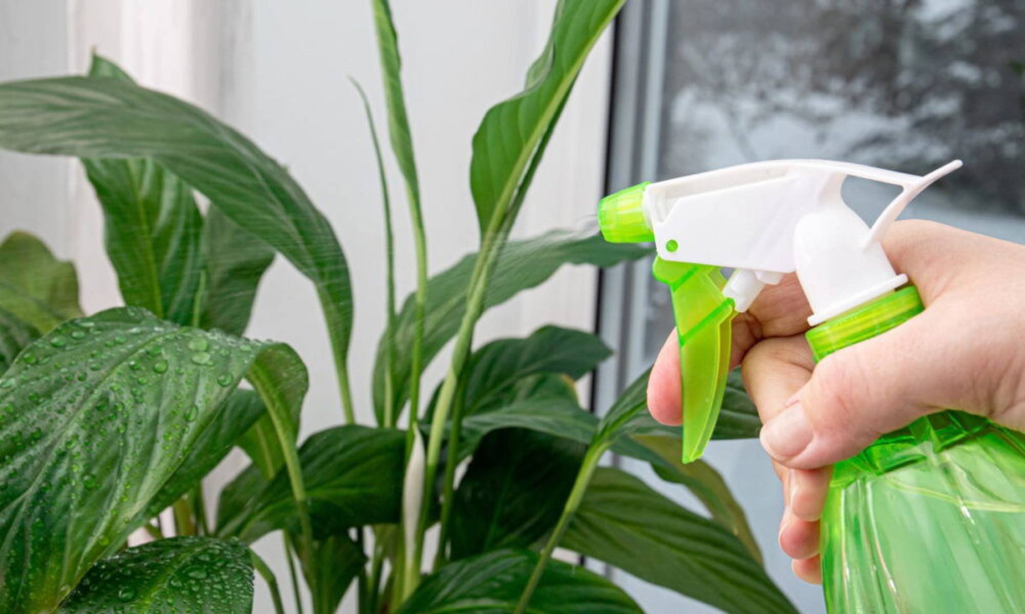 Três plantas que limpam o ar dentro de casa - Tupi