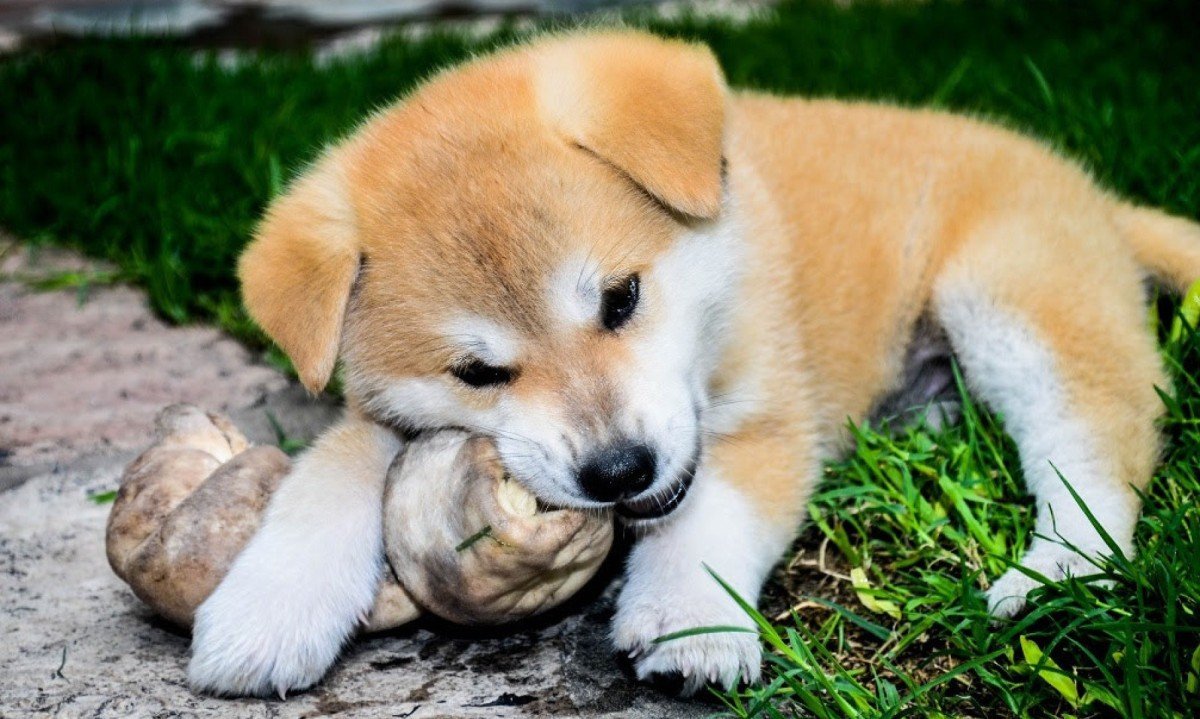 Animal morreu cerca de um mês depois de família comprá-lo em loja de pets -  (crédito: PxHere/Imagem ilustrativa)