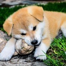 BH: loja de pets vende cachorro doente e deve indenizar família - PxHere/Imagem ilustrativa
