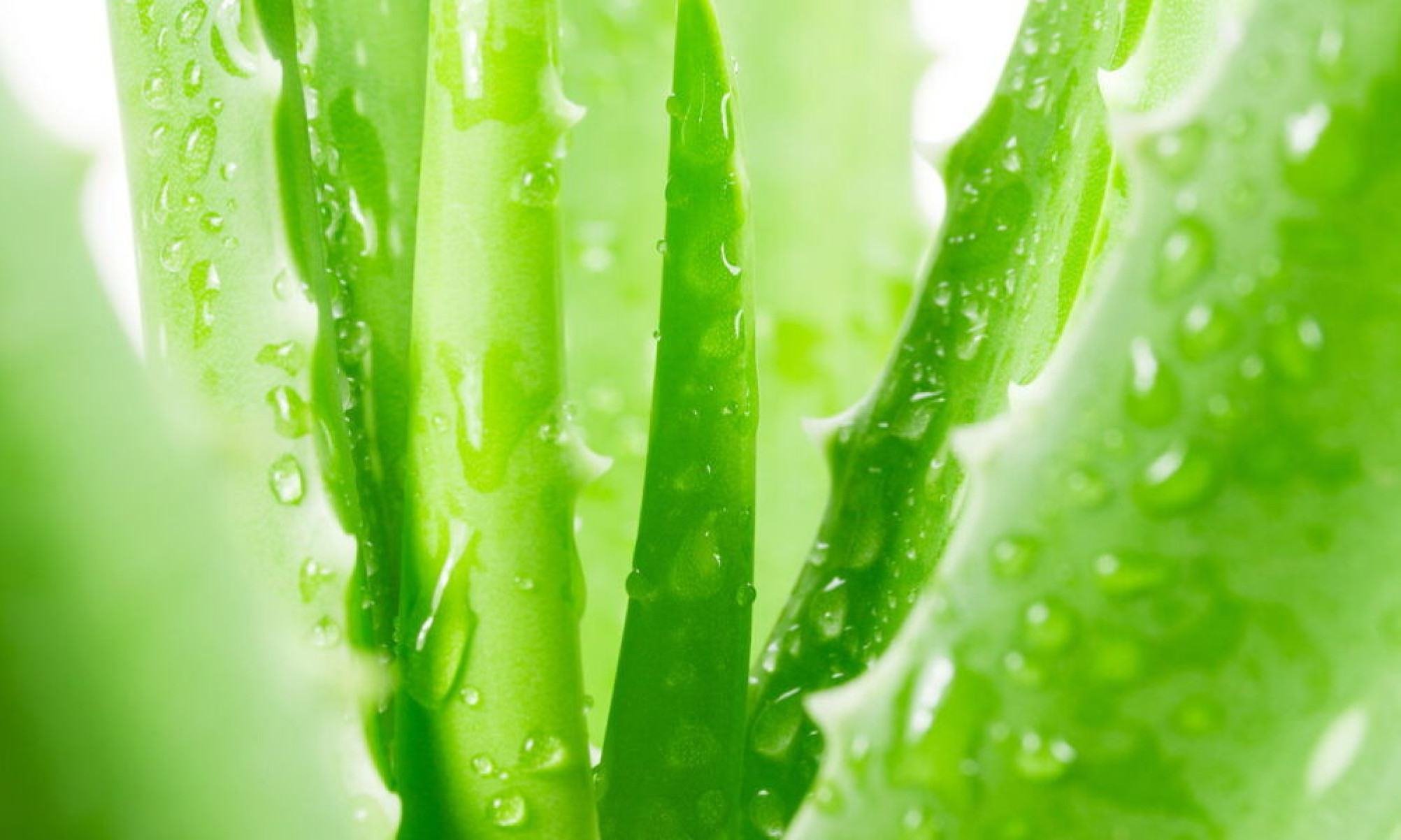 Planta que deixa a pele jovem naturalmente - Tupi