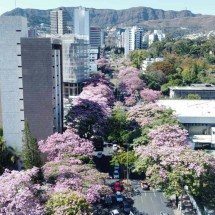 Todas as cores dos ipês pelas vias de BH - LEANDRO COUR/em/d.a pressI