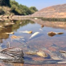 Mais de 4 mil peixes são encontrados mortos no Rio Paraopeba  - Edesio Ferreira/EM/D.A.Press