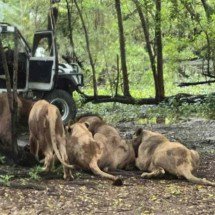Tratador é morto em ataque de leões em zoológico - Redes sociais