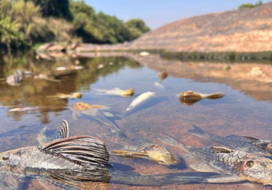 Edesio Ferreira/EM/D.A.Press