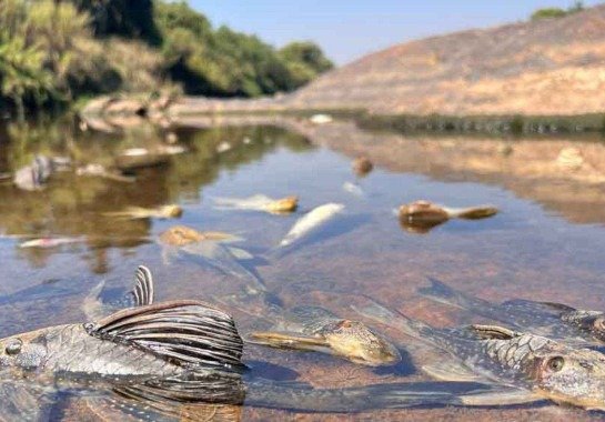 Edésio Ferreira/EM/D.A Press