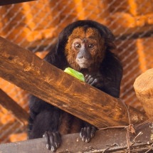 Filhote de macaco Parauacu encontrou um novo lar na Comunidade Quilombola do Capão, em Presidente Juscelino (MG) -  (crédito: Latam/Divulgação)