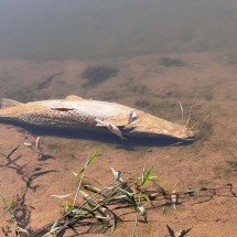 Mortandade de peixes no Paraopeba pode comprometer o abastecimento de água? - Edesio Ferreira/EM/D.A Press
