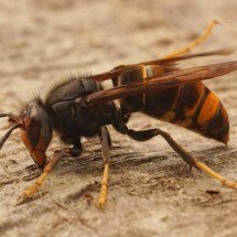 Cuidado! Confira o que fazer em caso de ataque de marimbondos ou vespas - Freepik