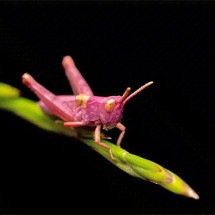 São raros! Entenda por que os gafanhotos cor de rosa vivem pouco - Reprodução do Site Capitalist