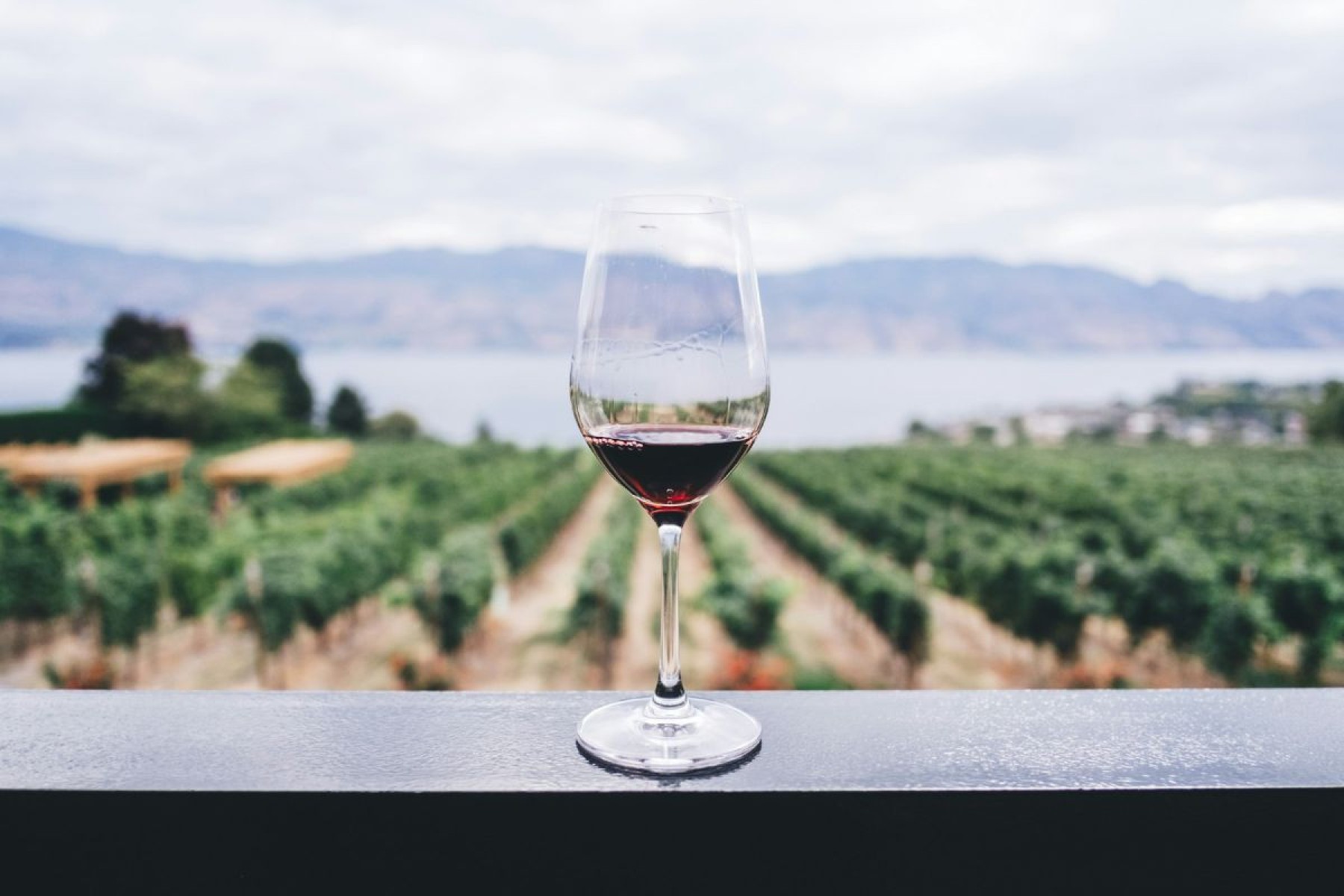 O universo dos vinhos é infinito e acessível, especialmente via canais on-line